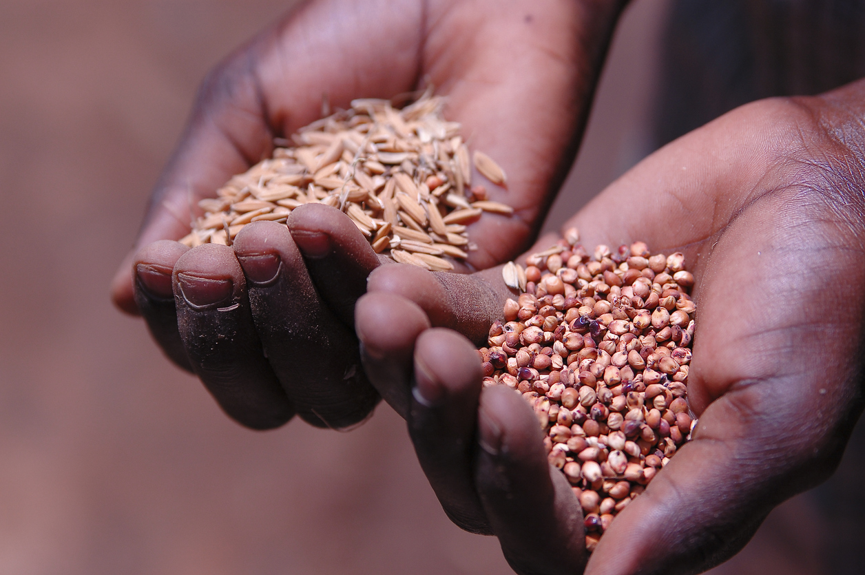 Hands holding seeds 2